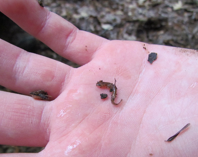 Dusky Salamander